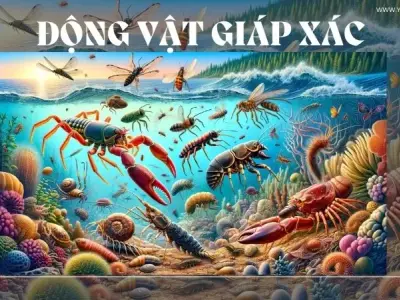 Tìm hiểu về lớp giáp xác - Các loài sinh vật sống dưới nước và trên cạn