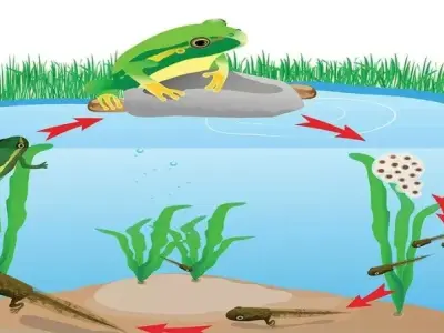 Sinh sản hữu tính ở động vật và vai trò quan trọng trong việc duy trì sự đa dạng sinh học