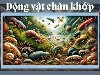 Khám phá sự đa dạng của động vật chân khớp