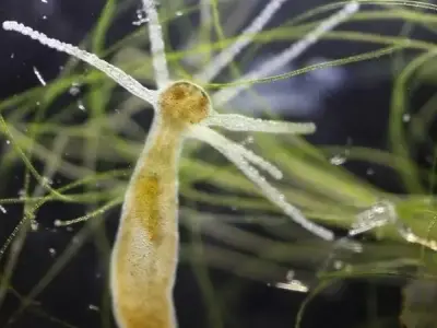 Nét độc đáo của thủy tức - Cấu trúc và vai trò trong hệ sinh thái