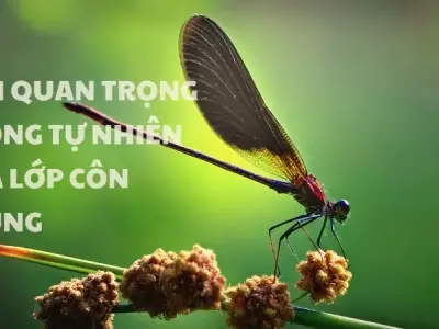 Tầm quan trọng của lớp côn trùng trong hệ sinh thái và cuộc sống con người