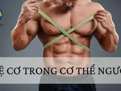 Cơ trong cơ thể người: Đặc điểm, phân loại và hoạt động