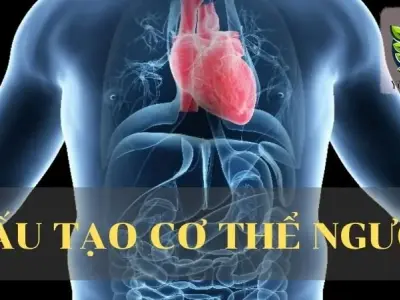 Cấu tạo cơ thể người - Các cấp tổ chức và hệ cơ quan chính 