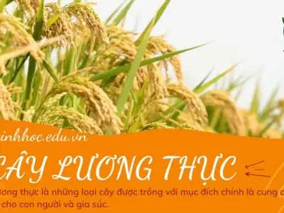 Cây lương thực là gì? Ý nghĩa và vai trò trong đời sống con người