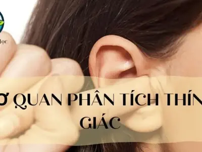 Cơ quan phân tích thính giác ở cơ thể người