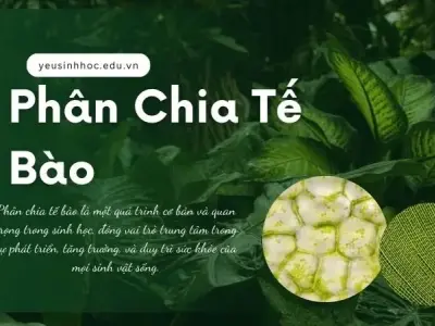 Phân chia tế bào - Những điều bí ẩn trong hệ sinh thái