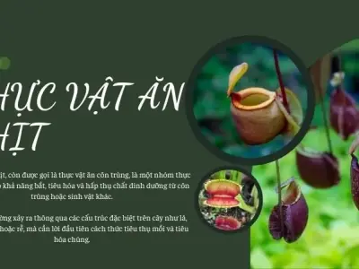 Thực vật ăn thịt là gì? Đặc điểm và cơ chế hoạt động của thực vật ăn thịt