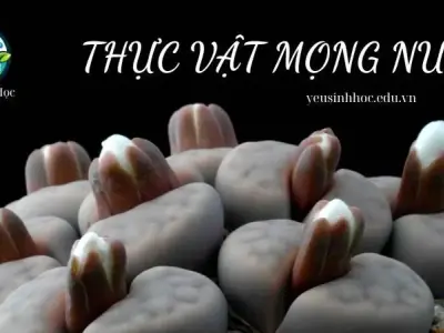 Thực vật mọng nước - Đặc điểm cấu tạo và những ứng dụng trong tự nhiên