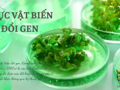 Thực vật biến đổi Gen là gì? Đặc điểm cấu tạo và chức năng trong sinh học