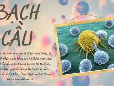 Bạch cầu - Khái niệm, cấu tạo và chức năng 