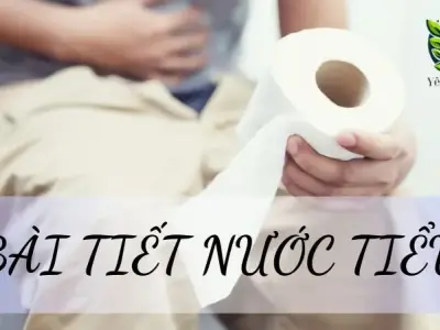 Bài tiết nước tiểu là gì? Quá trình bài tiết nước tiểu trong cơ thể người