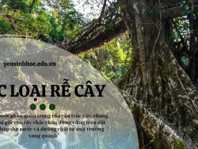 Các loại rễ cây phổ biến trong hệ sinh thái