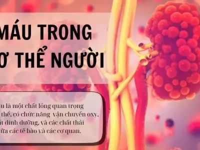Cấu tạo của máu trong cơ thể người