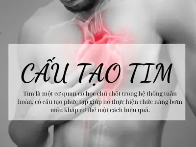 Cấu tạo của tim - chức năng, vị trí, kích thước và khối lượng so với cơ thể