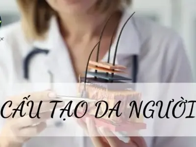 Cấu tạo của da - Đặc điểm và chức năng đối với cơ thể người