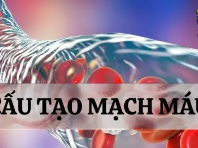 Mạch máu là gì? Cấu tạo và Chức năng của mạch máu