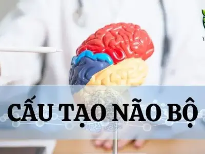 Cấu tạo của não bộ - Đặc điểm và vai trò đối với cơ thể