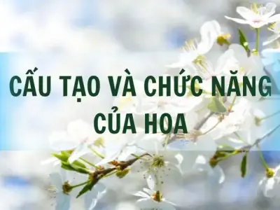 Tìm hiểu về Cấu tạo và chức năng của hoa