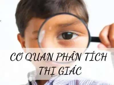 Cơ quan phân tích thị giác ở cơ thể người
