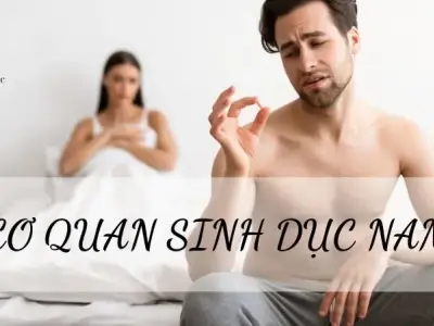 Tìm hiểu đặc điểm và cấu tạo của cơ quan sinh dục nam 