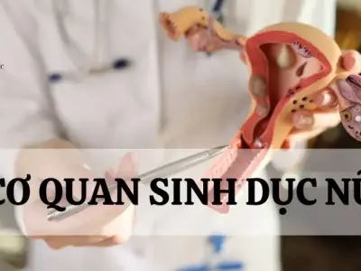 Tìm hiểu đặc điểm, cấu tạo và chức năng của cơ quan sinh dục nữ