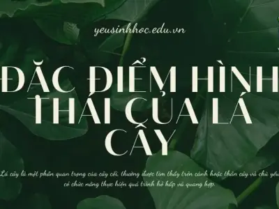 Đặc điểm hình thái của lá cây trong sinh học
