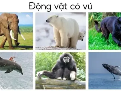 Đa dạng phân loại động vật - Khám phá sự đa dạng sinh học trong thế giới động vật