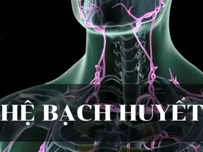 Hệ bạch huyết - Khái niệm, cấu tạo và chức năng trong cơ thể