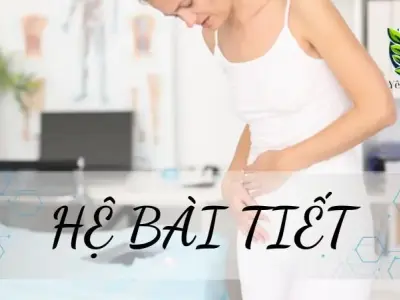 Hệ bài tiết - Cấu tạo và chức năng của chúng đối với cơ thể