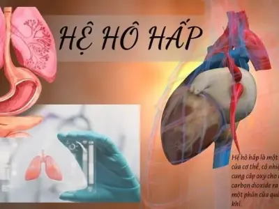 Hệ hô hấp là gì? Khái niệm, cấu tạo, chức năng của hệ hô hấp