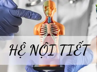 Hệ nội tiết - Khái niệm, cấu tạo và chức năng đối với cơ thể người
