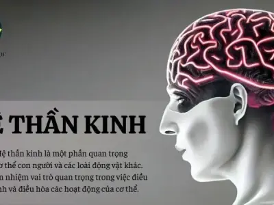 Hệ thần kinh - Khái niệm, cấu tạo và chức năng của hệ thần kinh