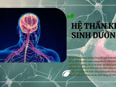 Hệ thần kinh sinh dưỡng là gì? Cấu tạo và chức năng đối với cơ thể