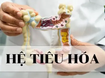 Hệ tiêu hoá - Khái niệm, cấu trúc và chức năng trong sinh học 