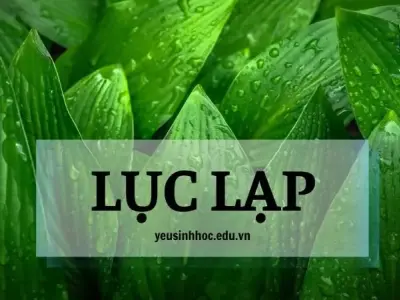 Lục lạp là gì? Cấu tạo và chức năng trong hệ sinh thái