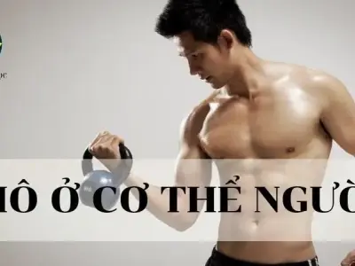 Mô ở cơ thể người - Khái niệm, cấu tạo và chức năng của mô