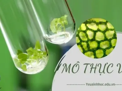 Mô thực vật là gì? Đặc điểm cấu tạo và chức năng trong hệ sinh thái