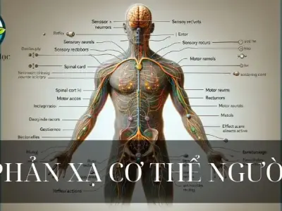 Phản xạ ở cơ thể người - khái niệm và ý nghĩa