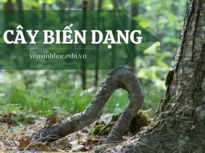 Rễ cây biến dạng là gì? Đặc điểm cấu tạo và ứng dụng trong sinh học