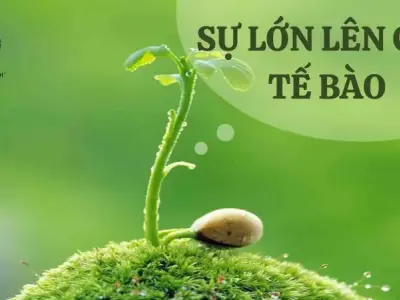 Sự lớn lên của tế bào - Hành trình kỳ diệu trong sinh học 