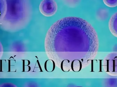 Tế bào trong cơ thể người - Khái niệm, cấu trúc và chức năng