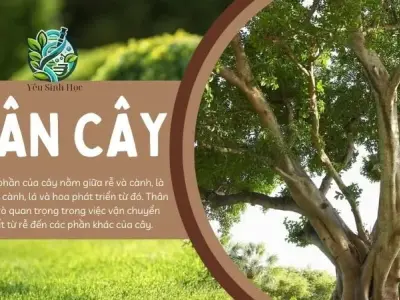 Thân cây- vai trò trong đời sống thực vật và con người