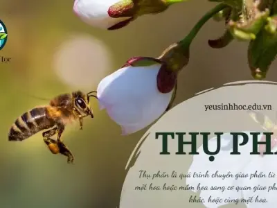 Thụ phấn là gì? Quá trình thụ phấn ở thực vật 