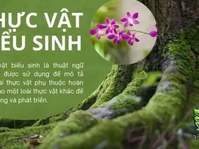 Thực vật biểu sinh là gì? Đặc điểm sinh học của thực vật biểu sinh