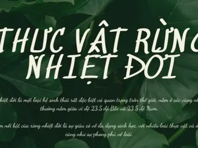 Thực vật rừng nhiệt đới là gì? Vai trò của rừng nhiệt đới trong hệ sinh thái
