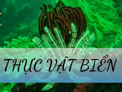 Thực vật biển là gì? Đặc điểm cấu tạo và vai trò của thực vật biển