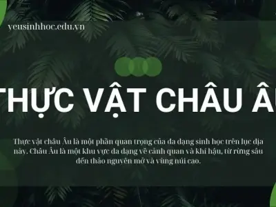 Thực vật Châu Âu là gì? Những đặc tính thích nghi tronh sinh học