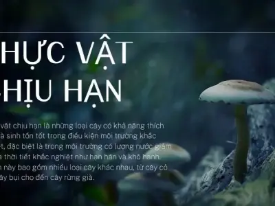 Thực vật chịu hạn là gì? Đặc điểm, cấu tạo và vai trò trong hệ sinh thái