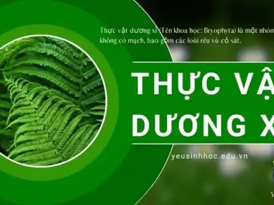 Thực vật dương xỉ - Khái niệm, đặc điểm và vai trò trong hệ sinh thái