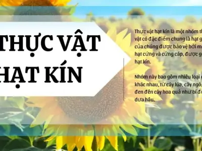Thực vật hạt kín là gì? Đặc điểm cấu tạo của thực vật hạt kín